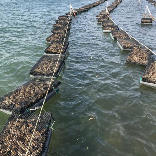 equipment for oyster farmers